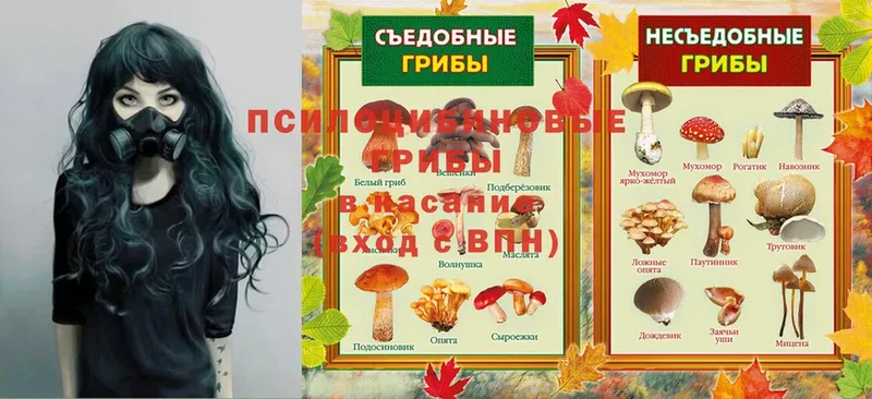 Галлюциногенные грибы MAGIC MUSHROOMS  даркнет сайт  Межгорье 